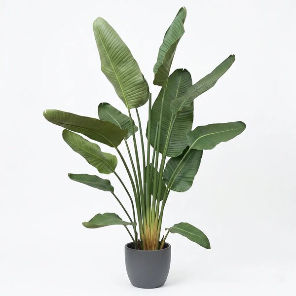 Umjetna strelicija Pure 180 cm - 151 - 180 cm