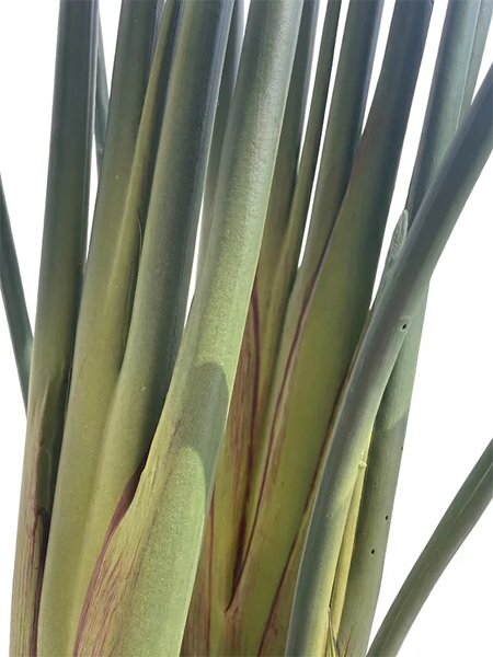 Umjetna strelicija Pure 180 cm - 151 - 180 cm