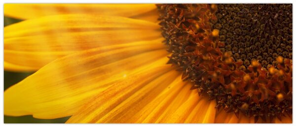 Slika - Suncokreti (120x50 cm)