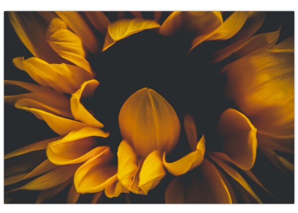 Slika - Suncokreti u crnoj pozadini (90x60 cm)