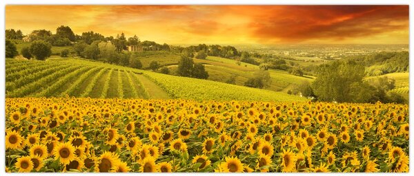 Slika - Polje suncokreta (120x50 cm)