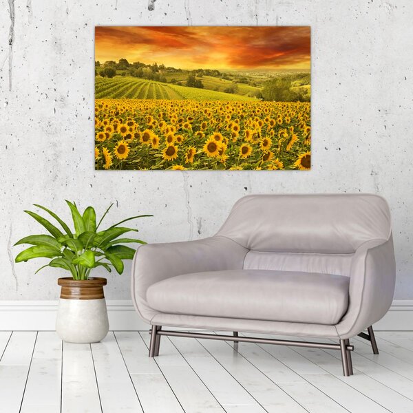 Slika - Polje suncokreta (90x60 cm)
