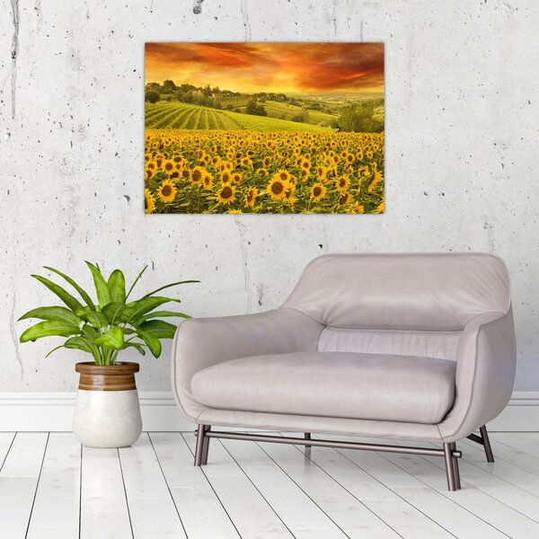 Slika - Polje suncokreta (70x50 cm)