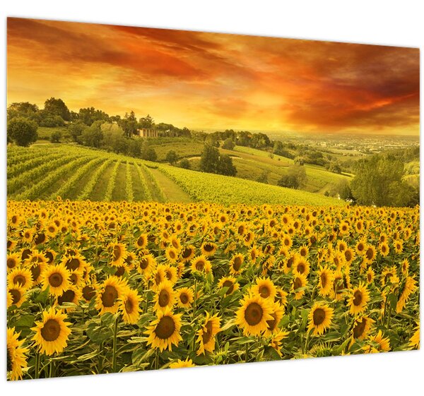 Slika - Polje suncokreta (70x50 cm)