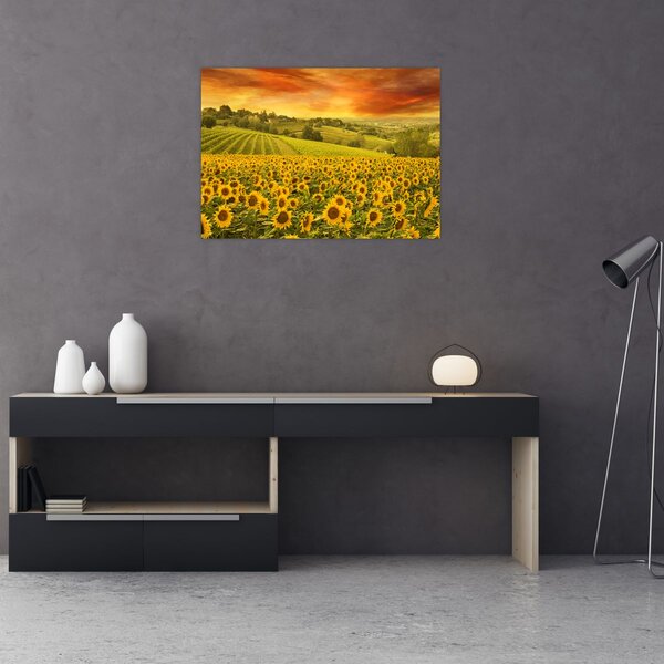 Slika - Polje suncokreta (70x50 cm)