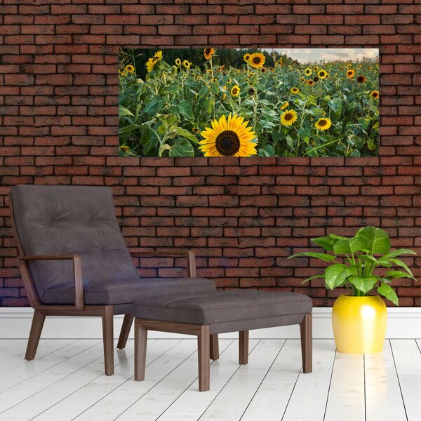 Slika - Polje suncokreta II. (120x50 cm)