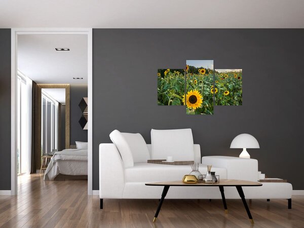 Slika - Polje suncokreta II. (90x60 cm)