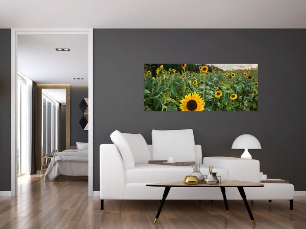 Slika - Polje suncokreta II. (120x50 cm)