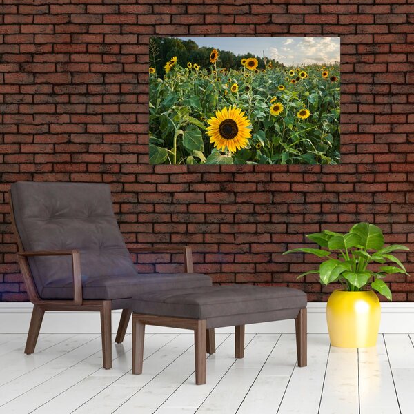 Slika - Polje suncokreta II. (90x60 cm)