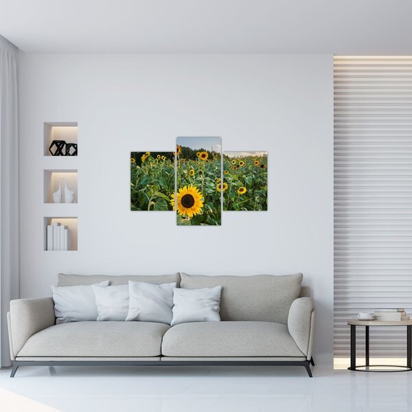 Slika - Polje suncokreta II. (90x60 cm)