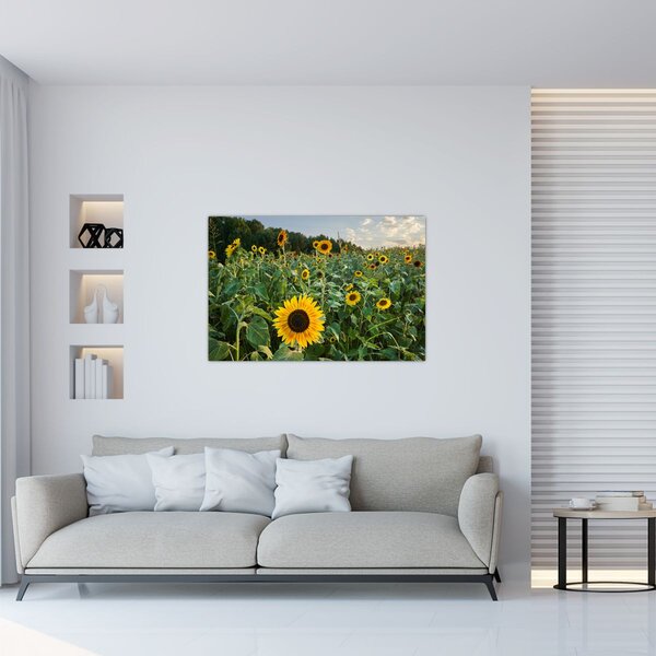 Slika - Polje suncokreta II. (90x60 cm)
