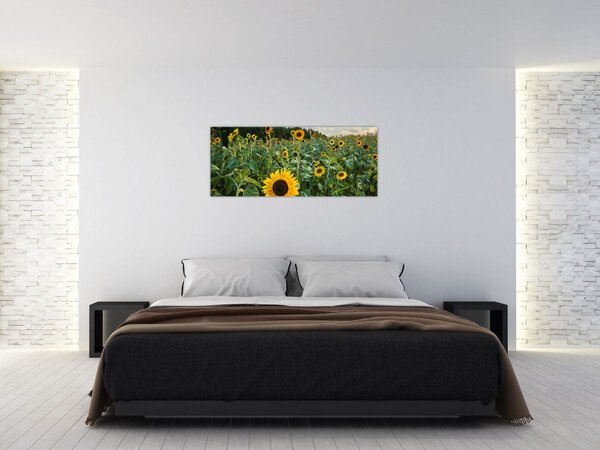 Slika - Polje suncokreta II. (120x50 cm)