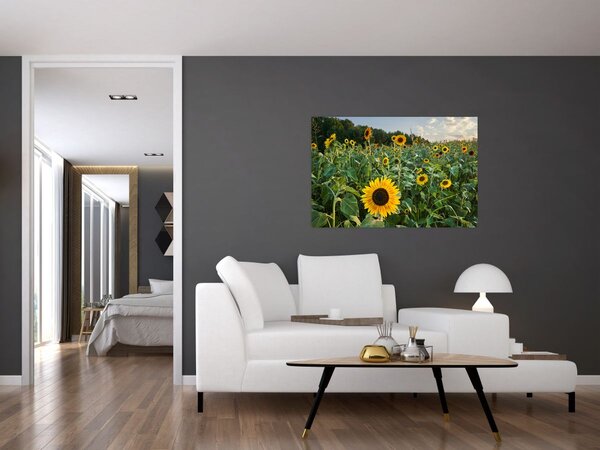 Slika - Polje suncokreta II. (90x60 cm)