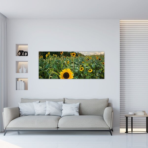 Slika - Polje suncokreta II. (120x50 cm)