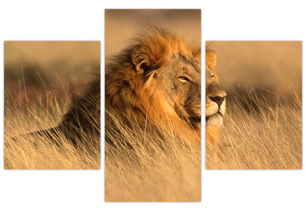Slika - Nacionalni park Etosha (90x60 cm)