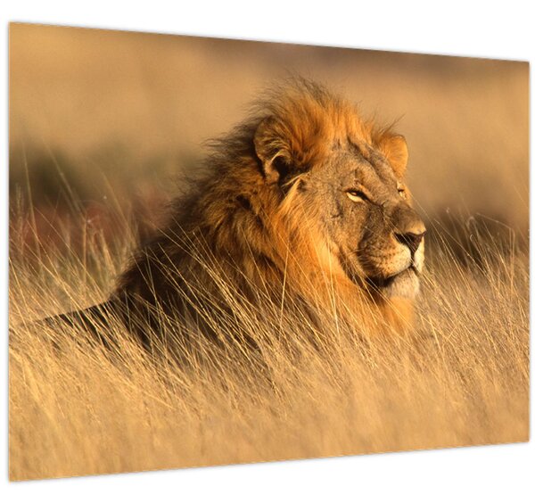 Slika - Nacionalni park Etosha (70x50 cm)