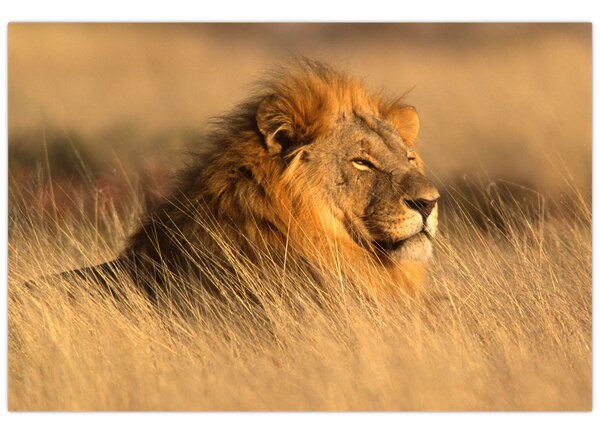 Slika - Nacionalni park Etosha (90x60 cm)