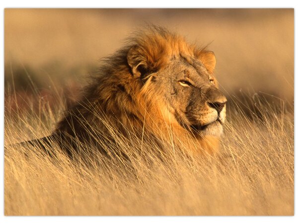 Slika - Nacionalni park Etosha (70x50 cm)