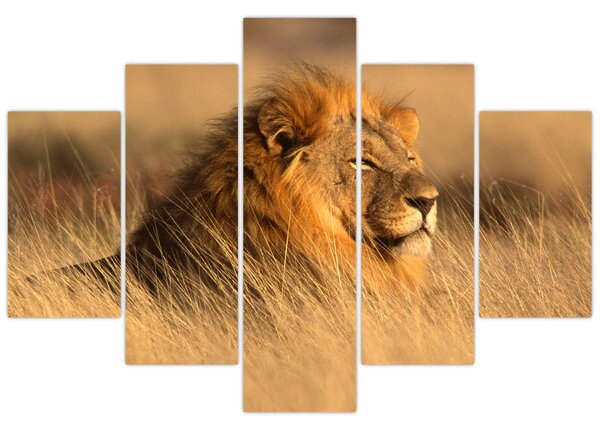 Slika - Nacionalni park Etosha (150x105 cm)