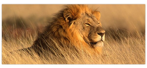 Slika - Nacionalni park Etosha (120x50 cm)