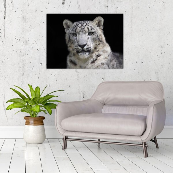 Slika - Snježni leopard (70x50 cm)