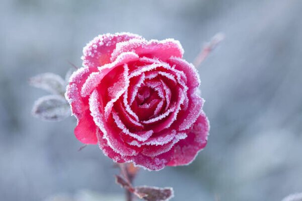 Fotografija Dawin's Frost, gyro