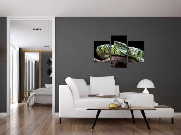 Slika - Waglerova čegrtuša (90x60 cm)