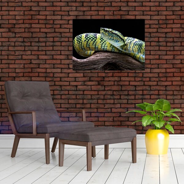 Slika - Waglerova čegrtuša (70x50 cm)