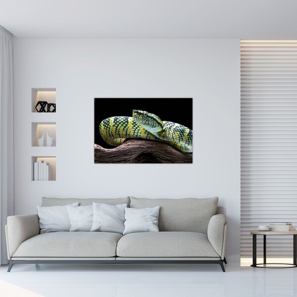 Slika - Waglerova čegrtuša (90x60 cm)