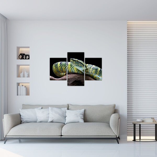 Slika - Waglerova čegrtuša (90x60 cm)