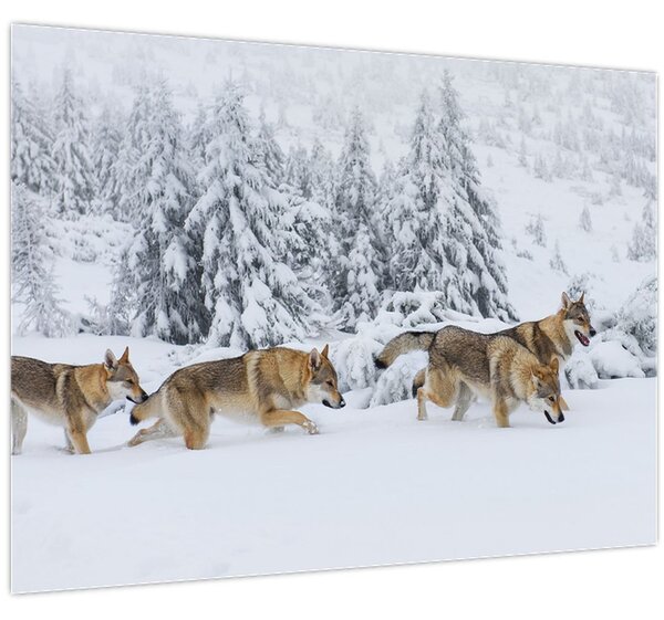 Staklena slika - Vukovi u planinama (70x50 cm)