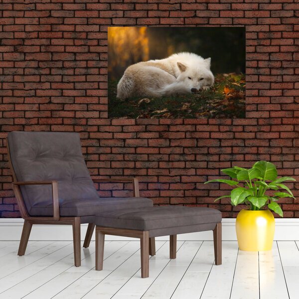 Slika - Vuk koji se odmara (90x60 cm)