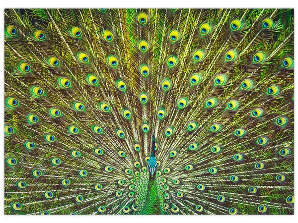 Slika - Paun (70x50 cm)