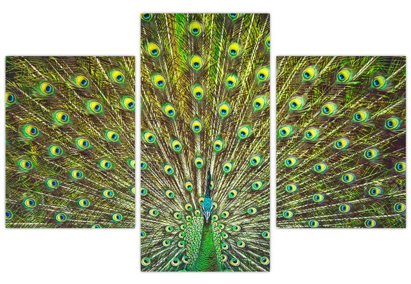 Slika - Paun (90x60 cm)