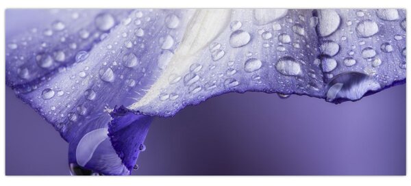 Slika - Latica s kapljicama (120x50 cm)