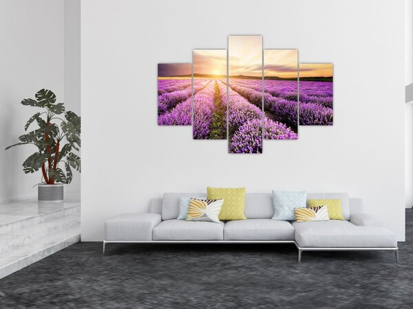Slika - Izlazak sunca u polju lavande (150x105 cm)