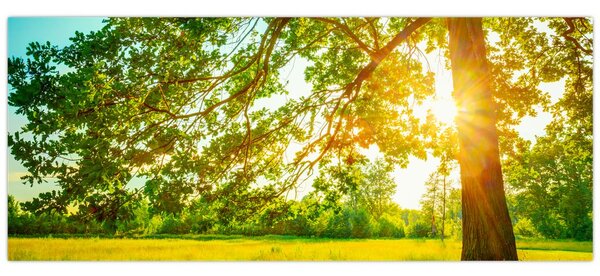 Slika - Sunčana šuma (120x50 cm)