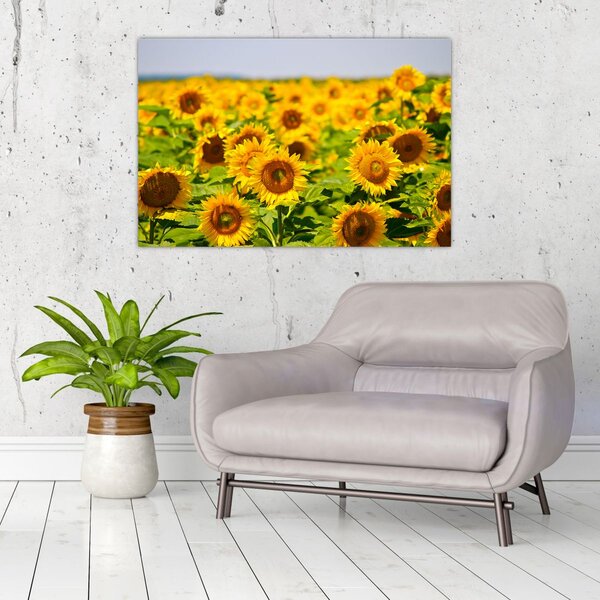 Slika - Suncokreti (90x60 cm)