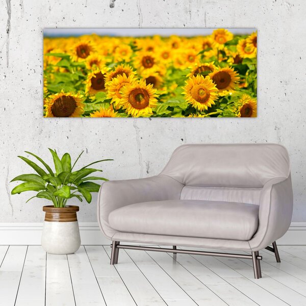 Slika - Suncokreti (120x50 cm)