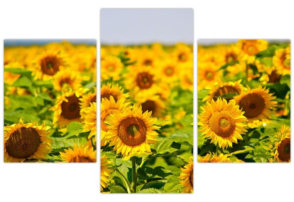 Slika - Suncokreti (90x60 cm)