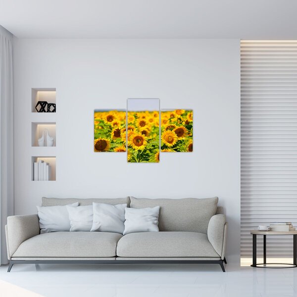 Slika - Suncokreti (90x60 cm)