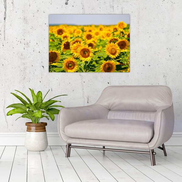 Slika - Suncokreti (70x50 cm)