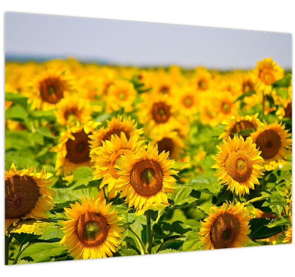 Slika - Suncokreti (70x50 cm)