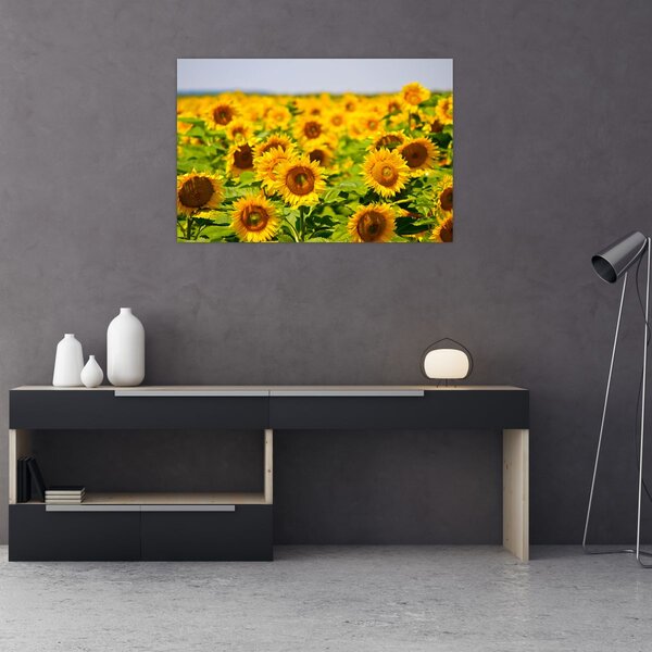 Slika - Suncokreti (90x60 cm)