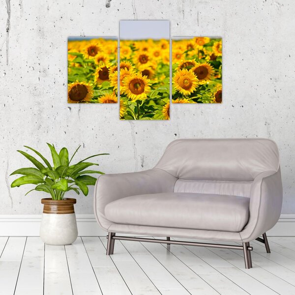Slika - Suncokreti (90x60 cm)