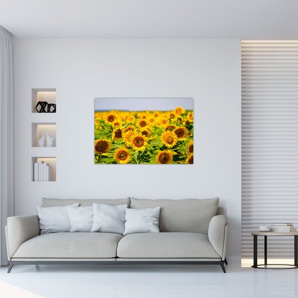 Slika - Suncokreti (90x60 cm)