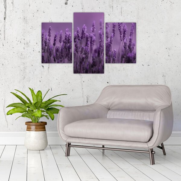 Slika - Lavanda (90x60 cm)