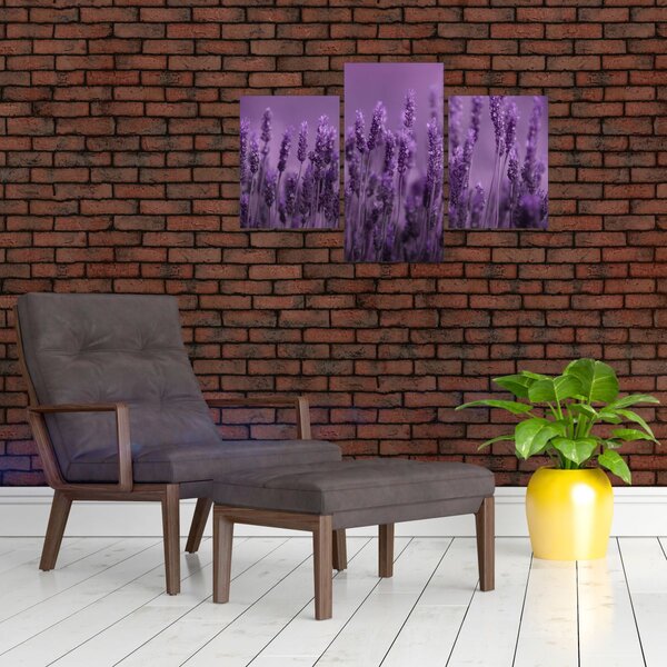 Slika - Lavanda (90x60 cm)