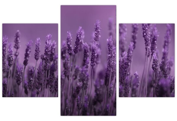 Slika - Lavanda (90x60 cm)