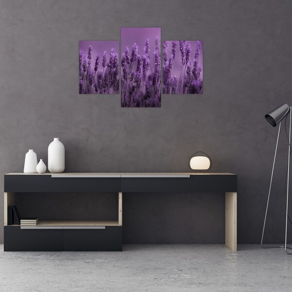 Slika - Lavanda (90x60 cm)